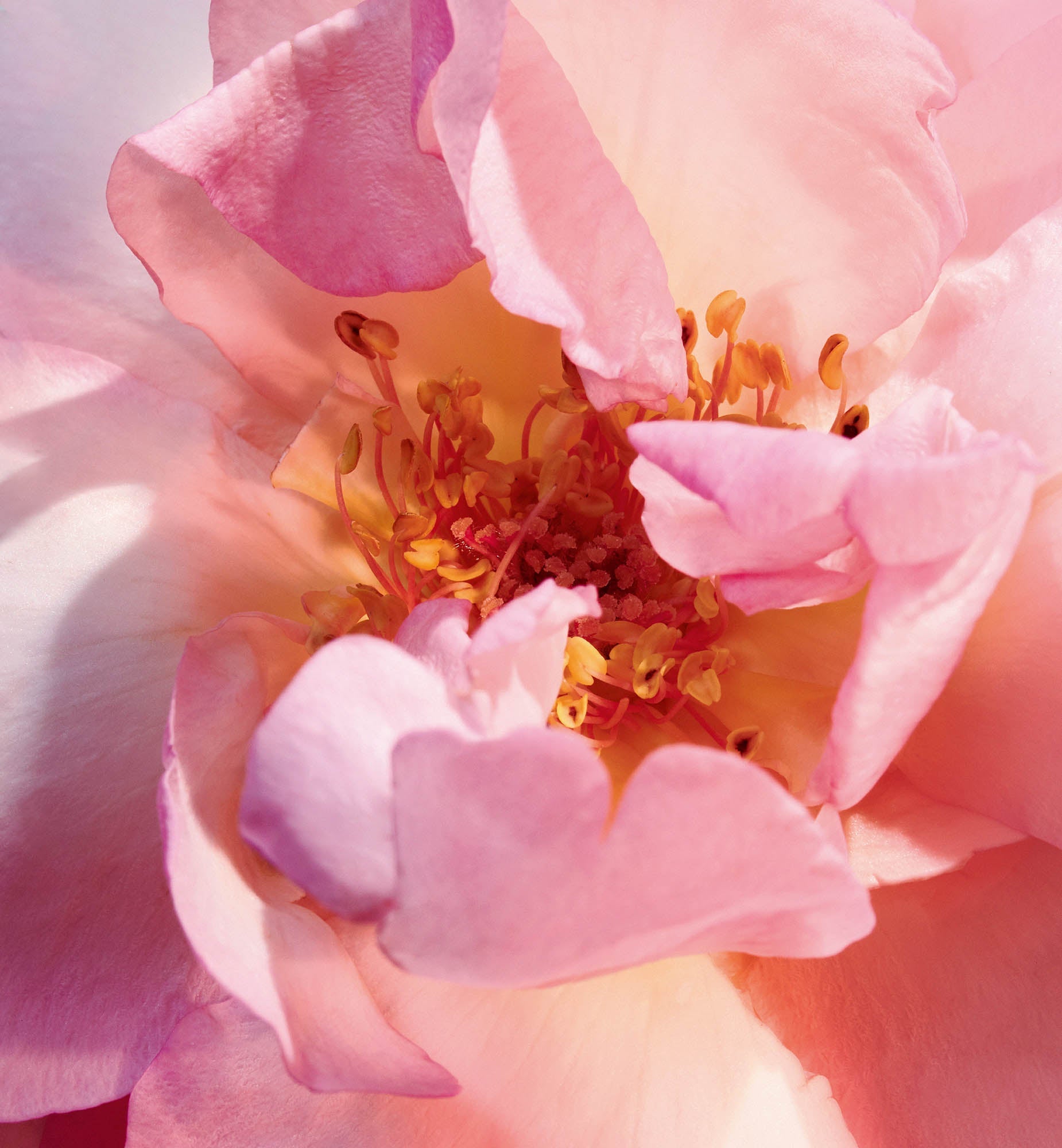 MISS DIOR EAU DE PARFUM ROLLER-PEARL